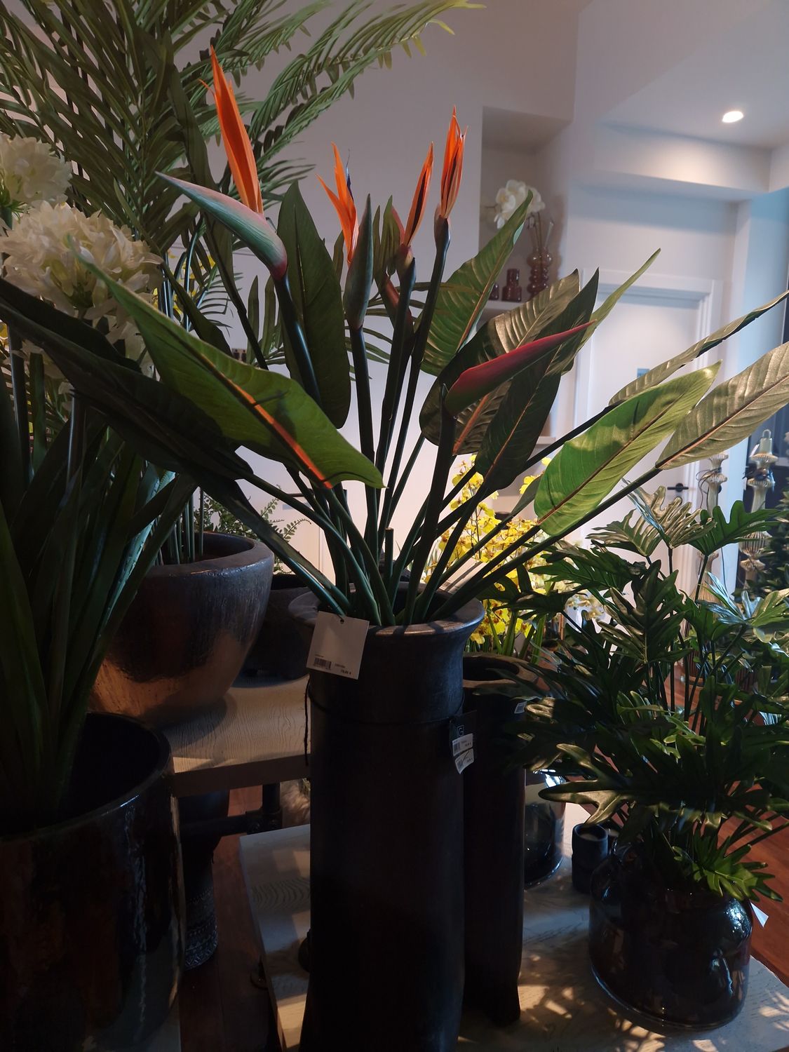 Strelitzia bush - 100cm
