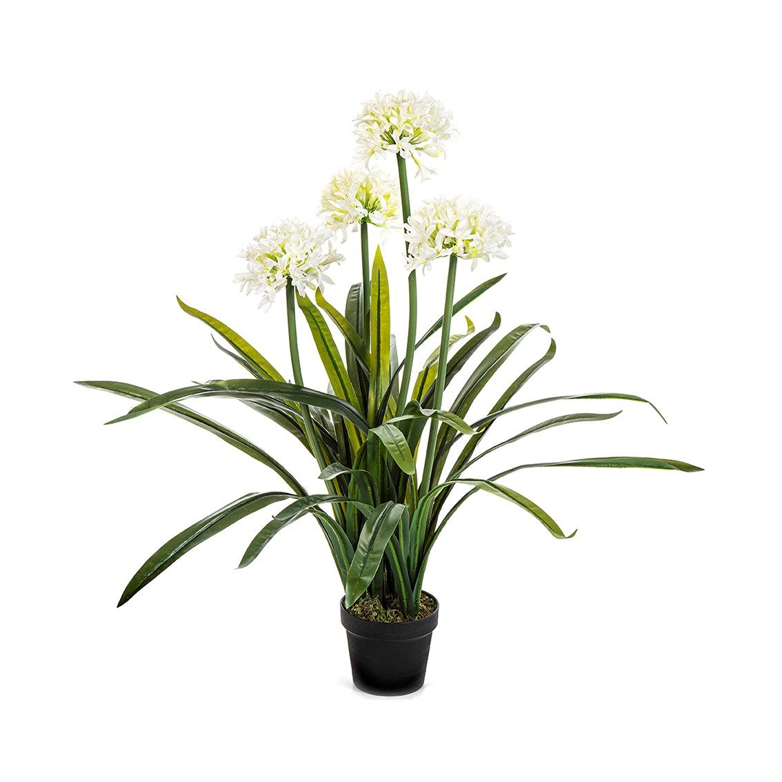 Large Agapanthus White - 103cm