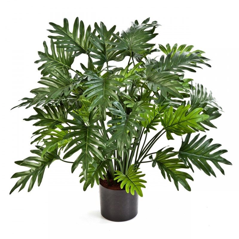 Philodendron Selloum - 75cm