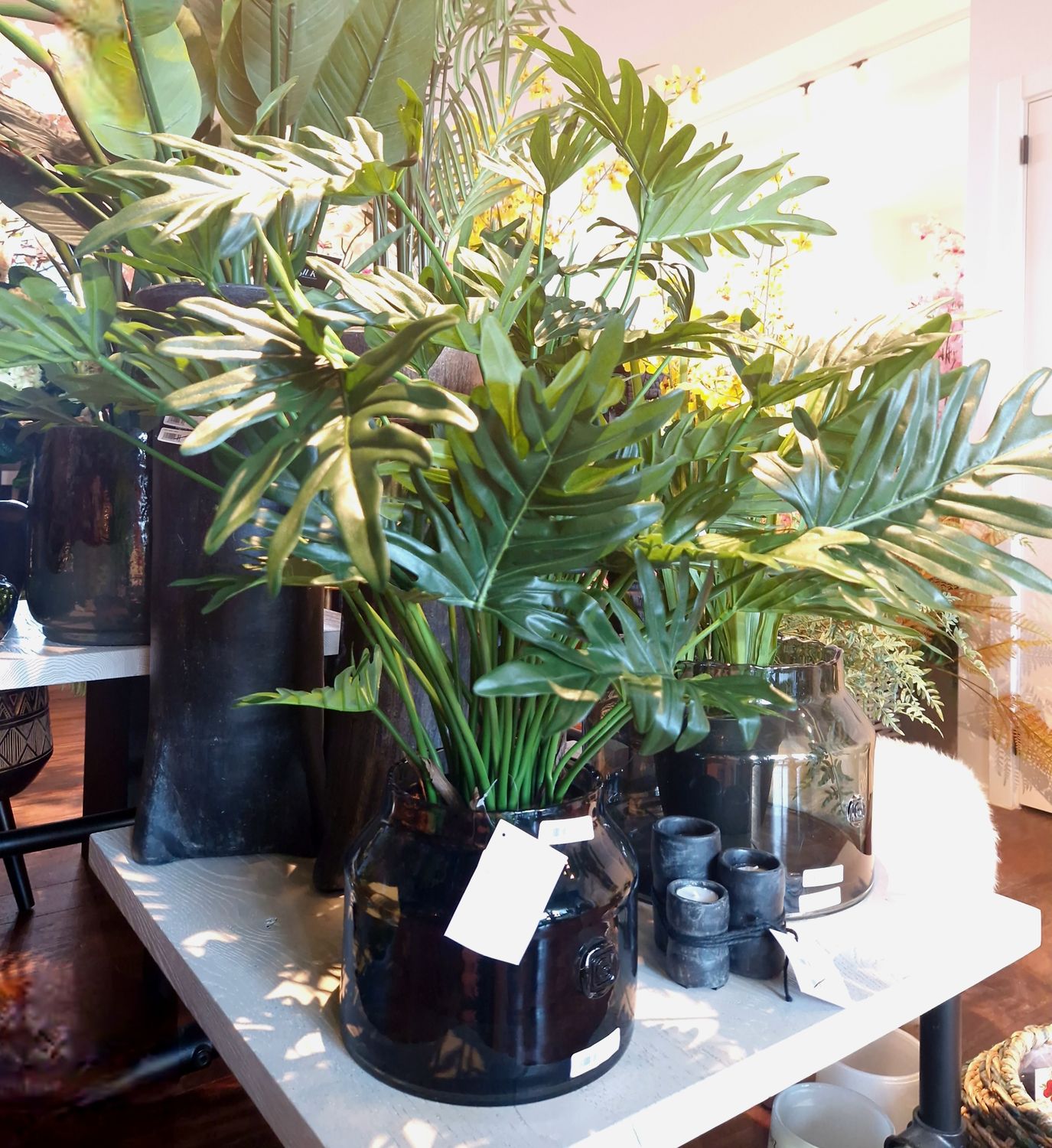 Philodendron Selloum - 75cm