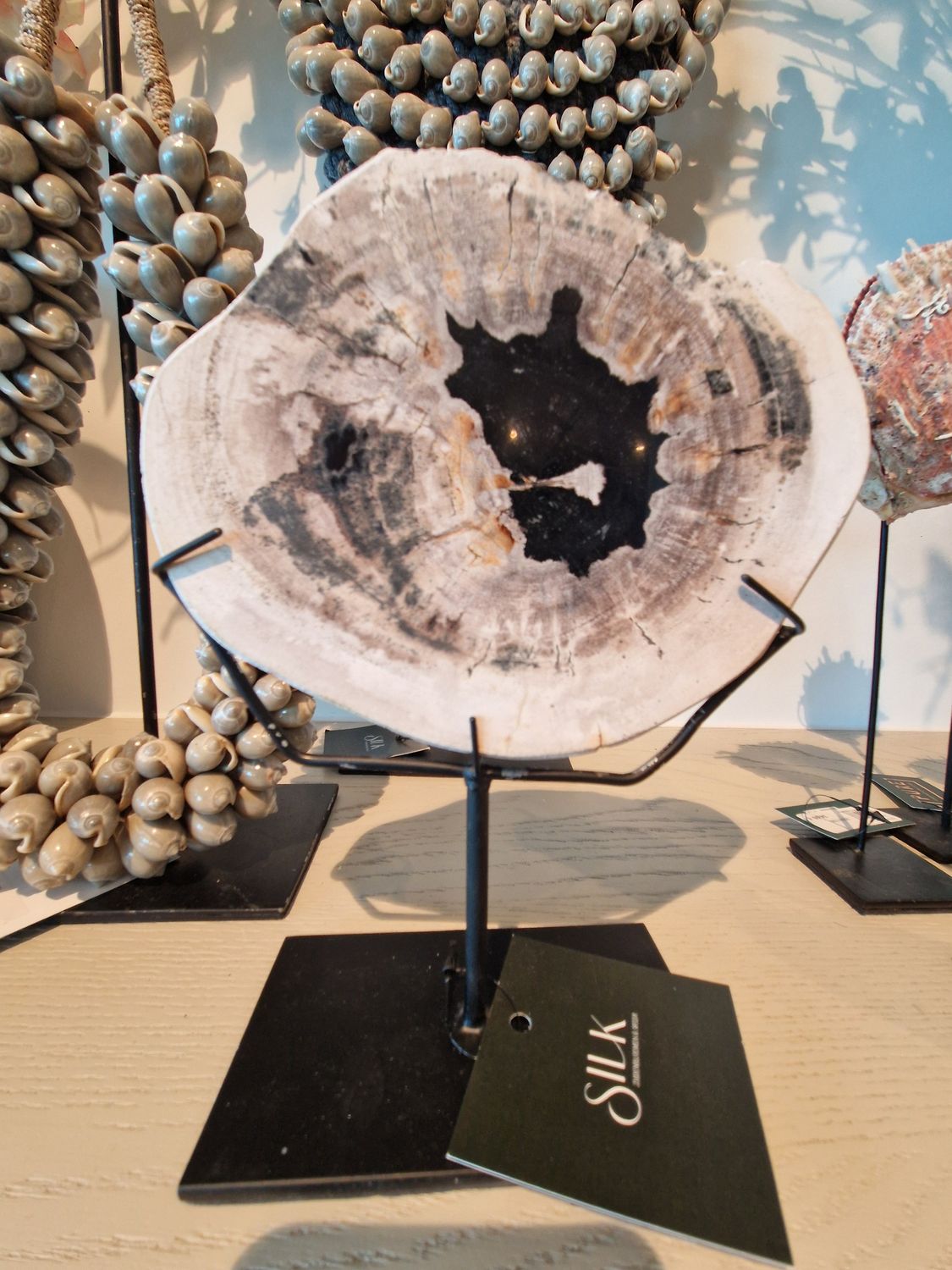 Versteend hout op voet