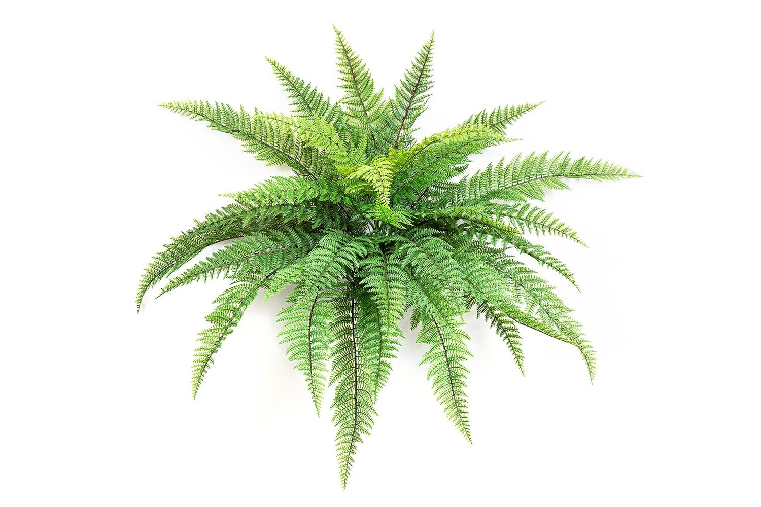Leather forest fern 80cm UV