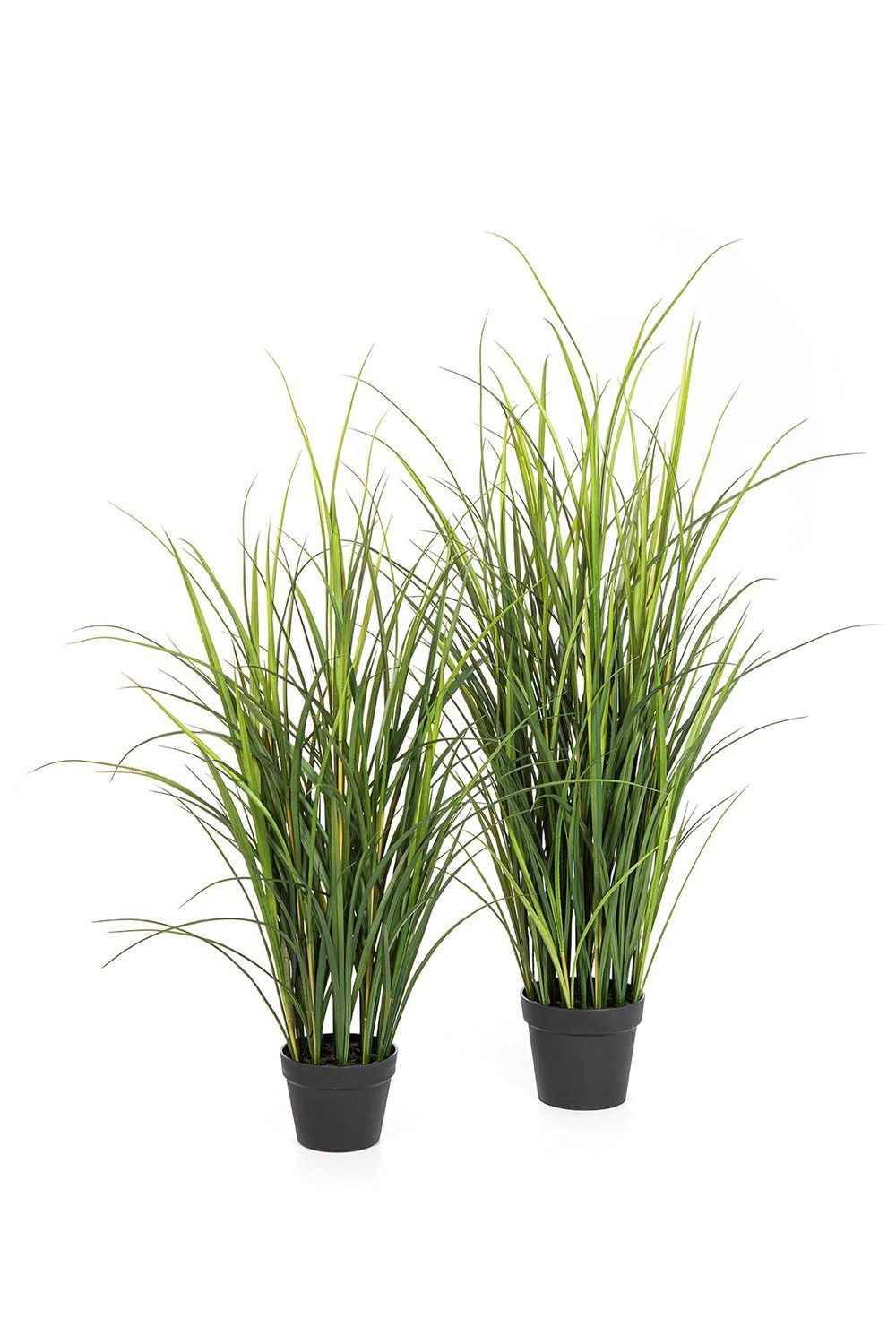 Reed Grass 120 cm UV