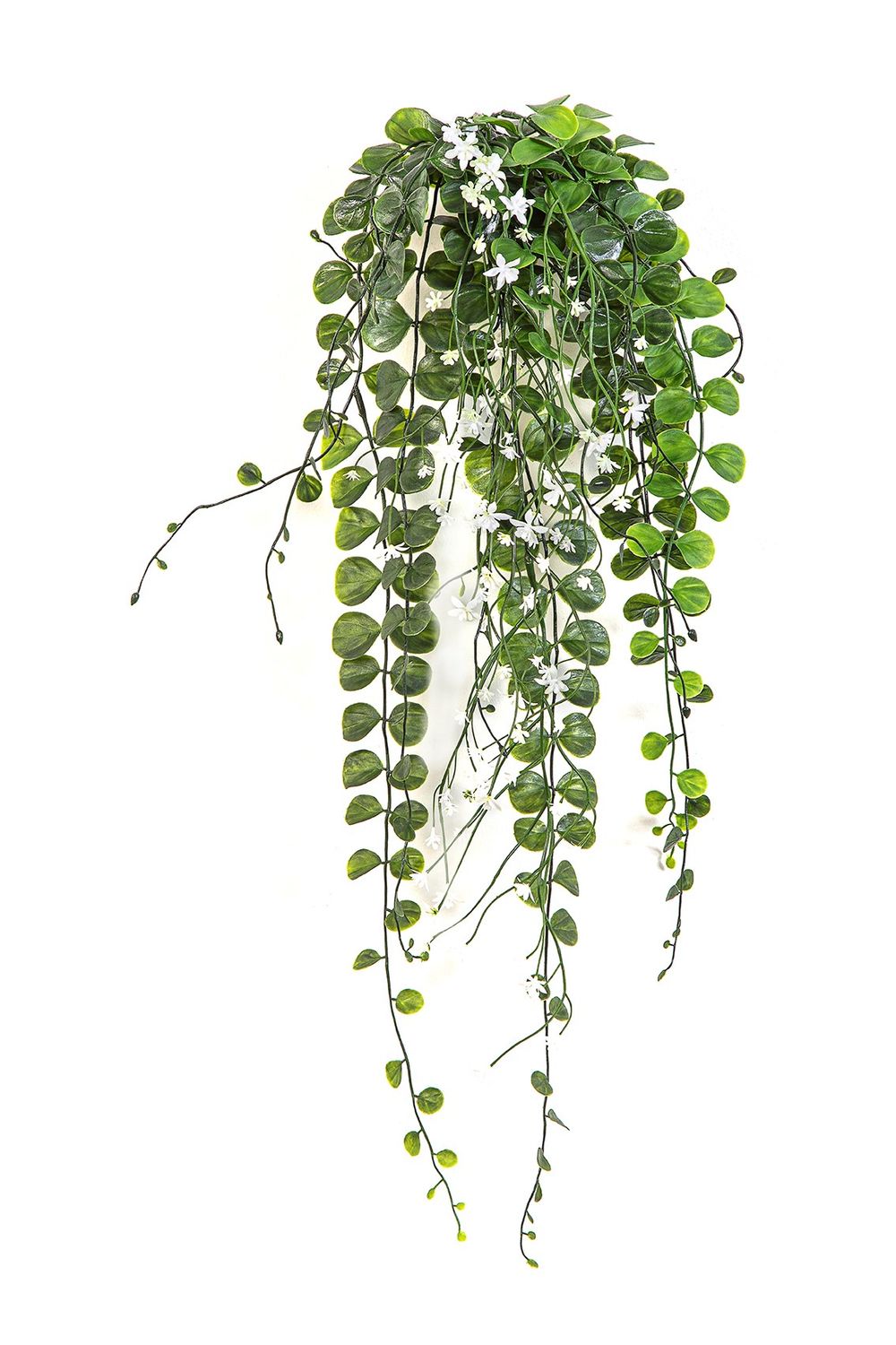 Dichondra Hanging Bush Cream 58cm UV