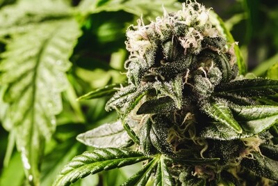 Blue Mazar (Auto) x Ruderalis