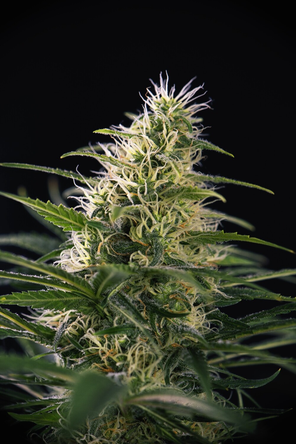 Durban Poison x Durban Poison