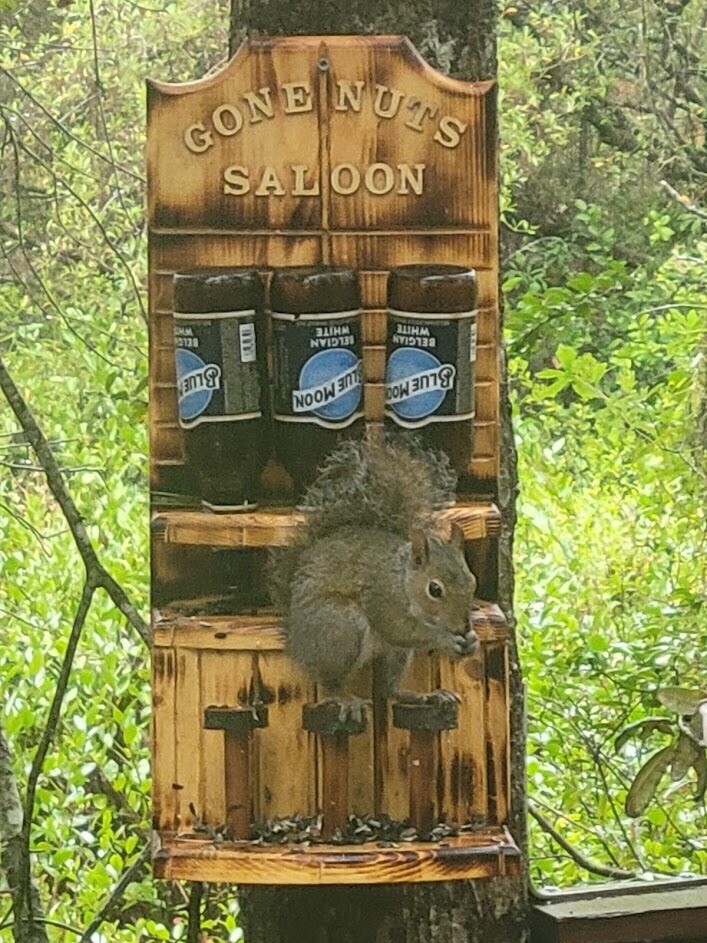 Gone Nuts Saloon feeder