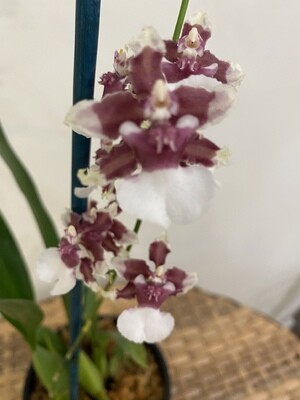 Onc. Heaven Scent Redolence
