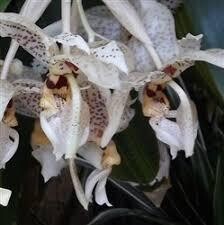 Stanhope Reichenbachiana Eve Orchid