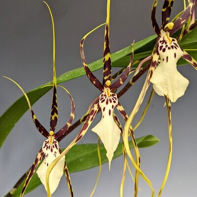 Brassidium Kenneth Bivin 'Santa Barbara' AM/AOS orchid
