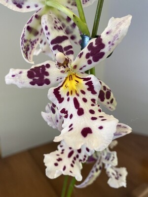 Aliceara Snowblind 'Sweet Spots' orchid