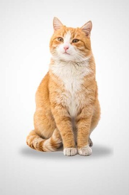 Sterilised Adult Cat