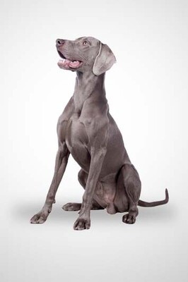 Single Source Protein