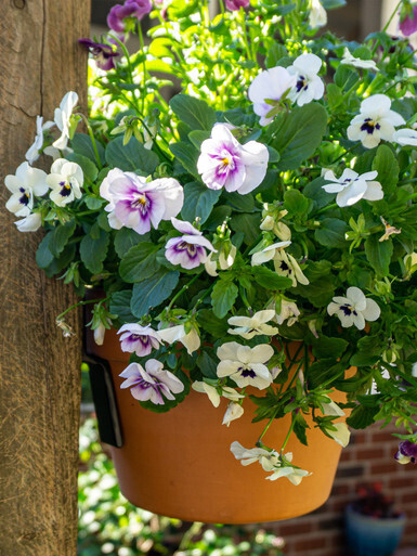 Terra Cotta Plant Bracket 3-Pack