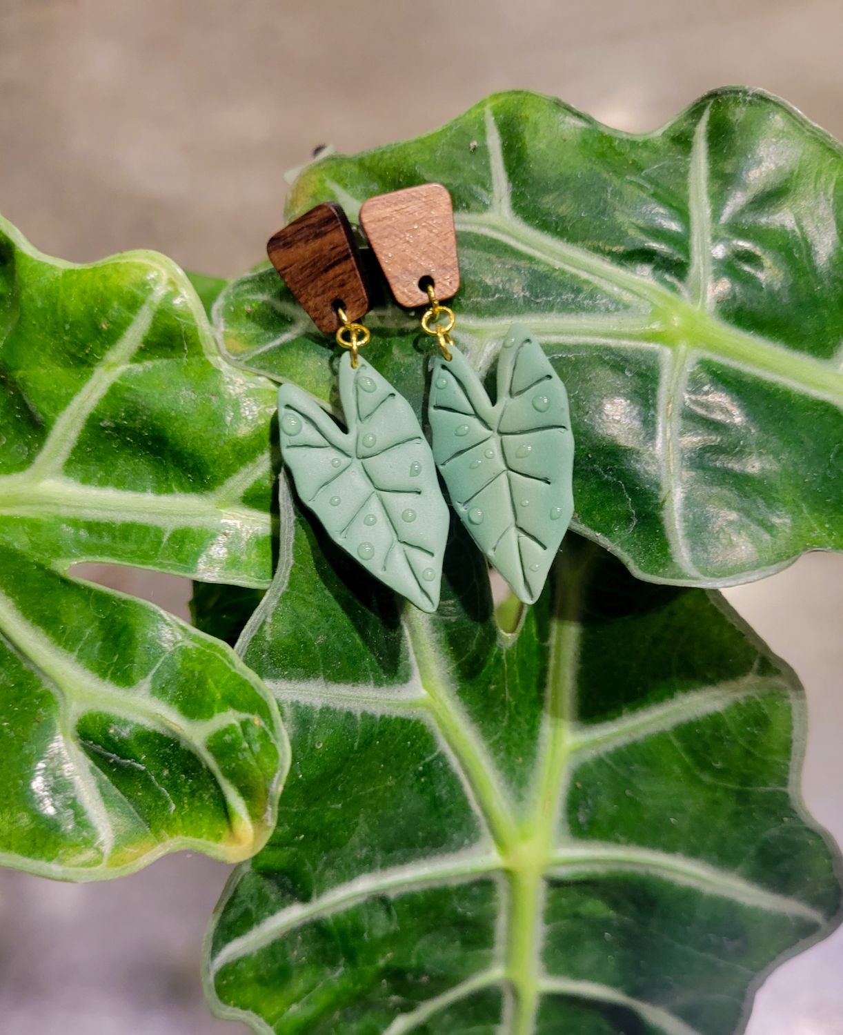 Alocasia Dangle