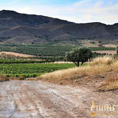 Wine Class: The Rain in Spain...