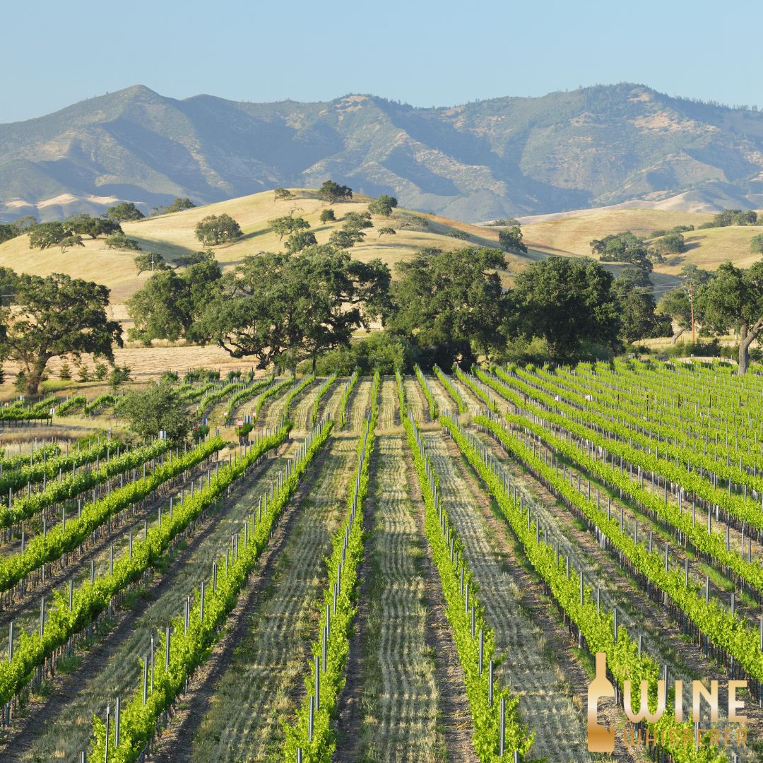Wine Class: Santa Barbara Dreaming...
