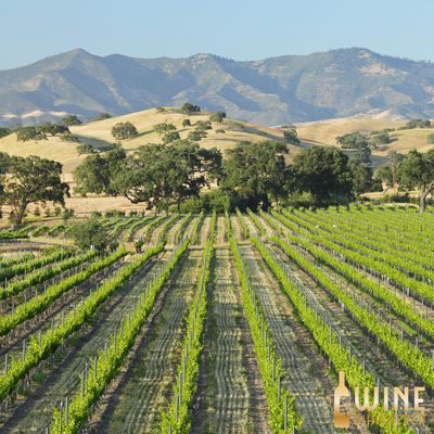 Wine Class: Santa Barbara Dreaming...