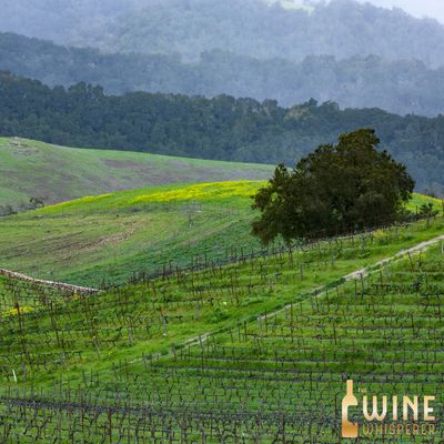 Wine Class: Paso Robles Rocks