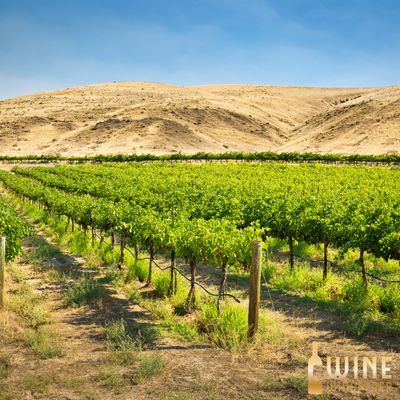 Wine Class: Wild, Wonderful Washington