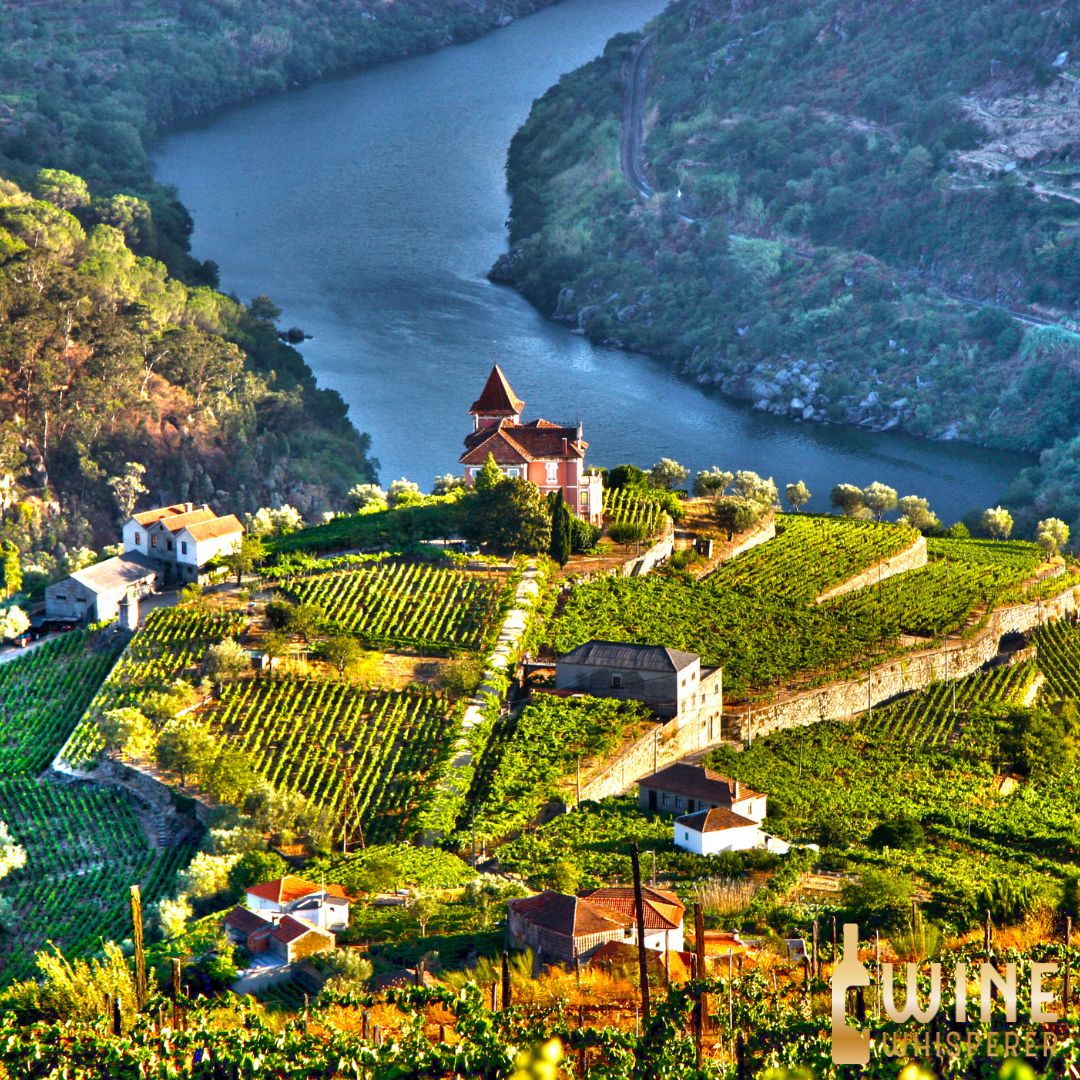 Collector&#39;s Tasting: Dao and Douro
