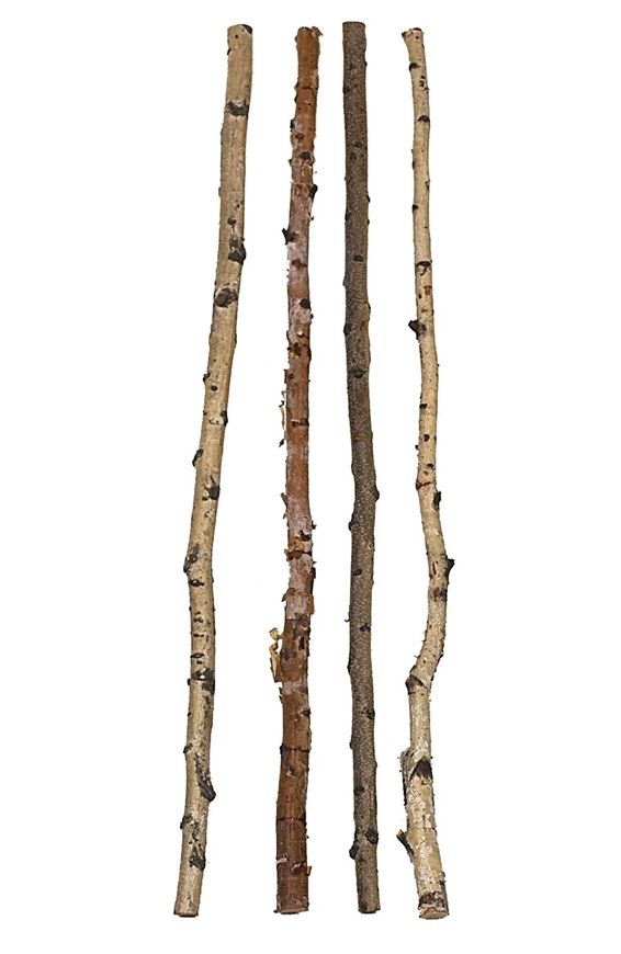 Birch Branch Natural