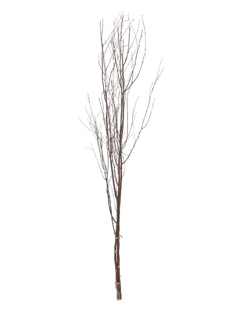 Birch Branch Bunch