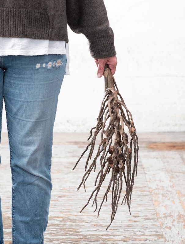 Dried Natural Coconut Palm Branch