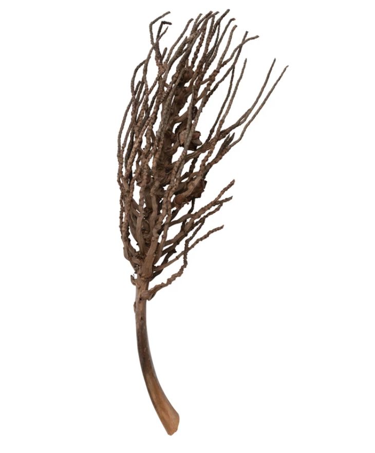 Dried Natural Coconut Palm Branch