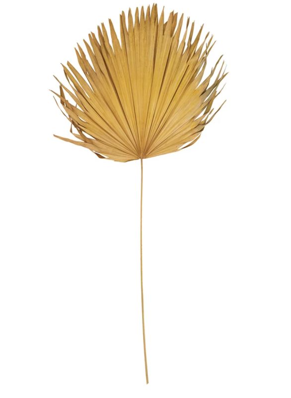 Dried Palm Leaf, Citron Color (Each One Will Vary)