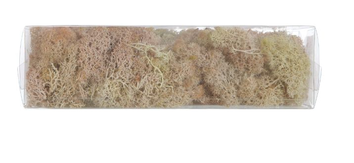 Dyed Riccia Fluitans in Box