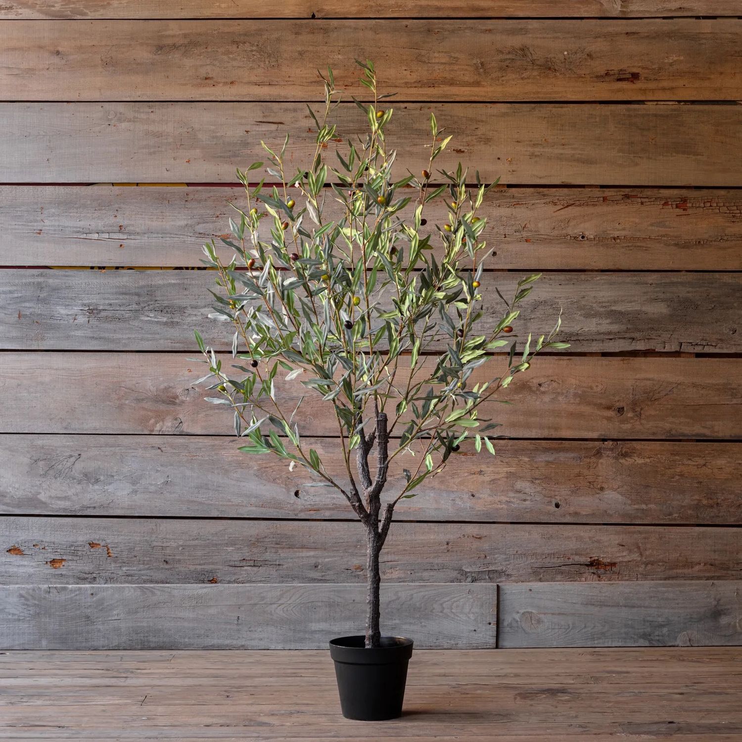 Greek Olive Tree 67&quot;