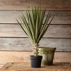 Potted Yucca Plant 37&quot;