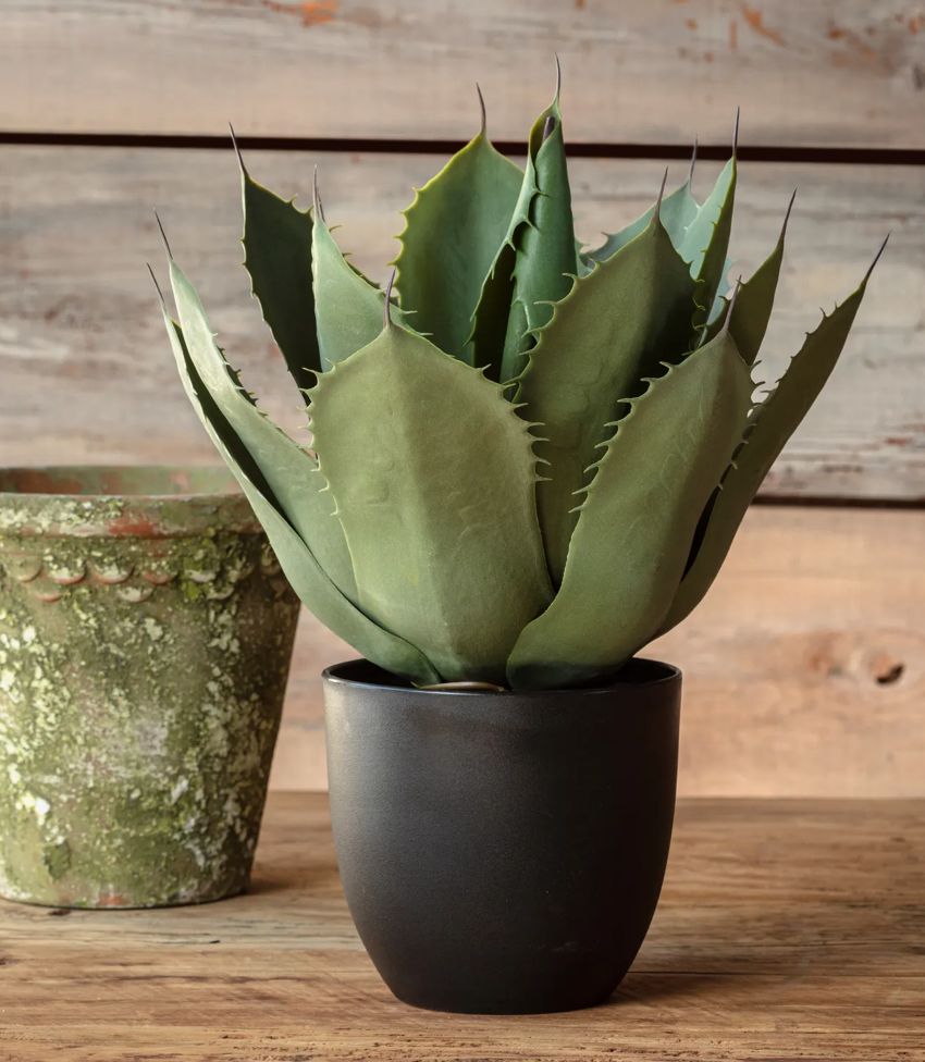 Potted Artichoke Agave Plant
