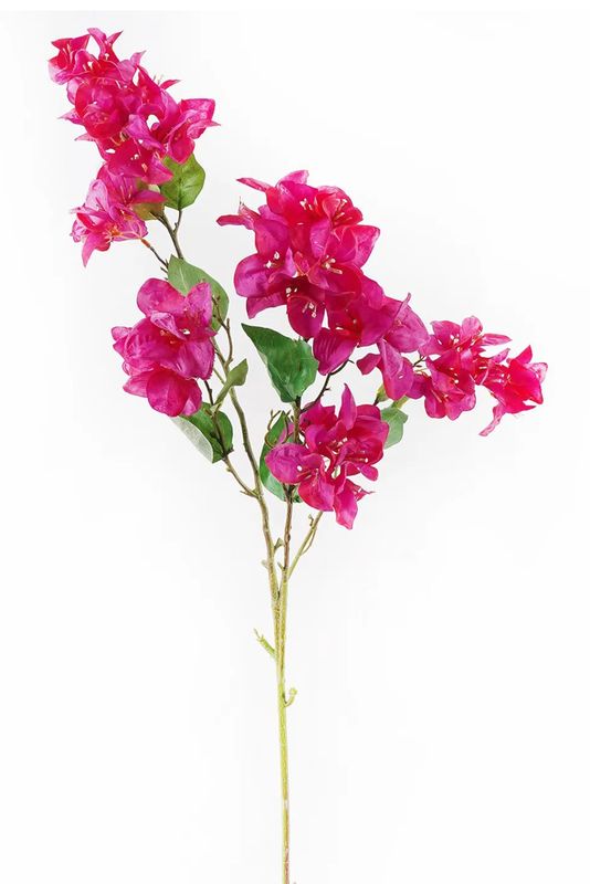 Bougainvillea Bridal Purple Stem