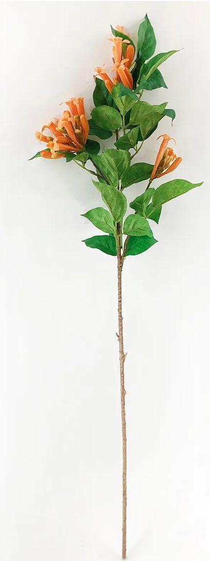 Trumpet Vine Stem
