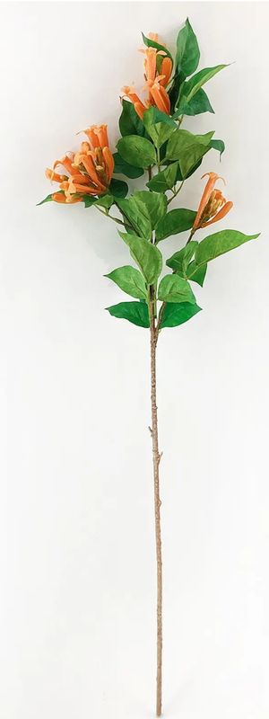 Trumpet Vine Stem