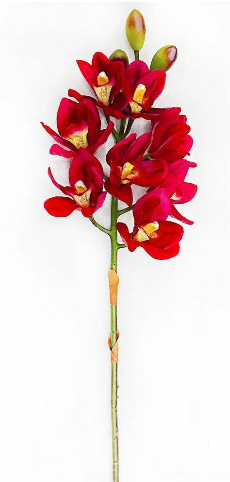 Cymbidium Orchid Garnet