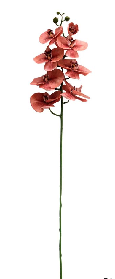 Butterfly Orchid Coral Stem