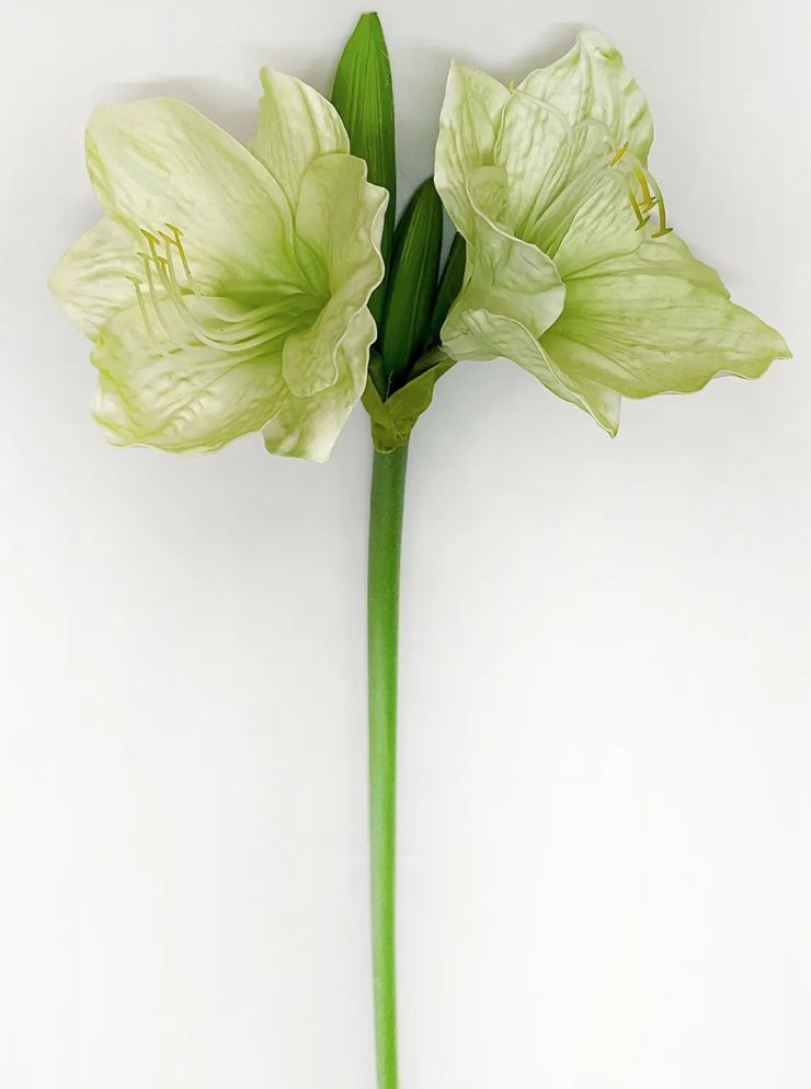 Green Garden Amaryllis Stem