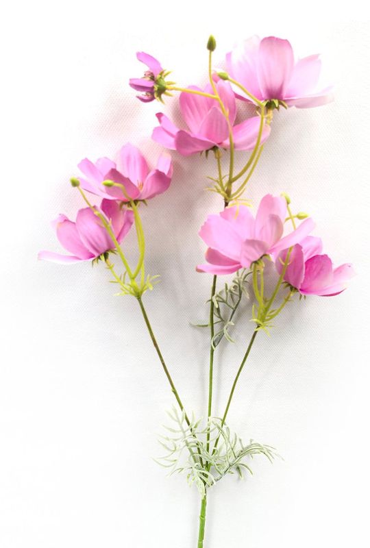 Garden Cosmos Dark Pink Stem
