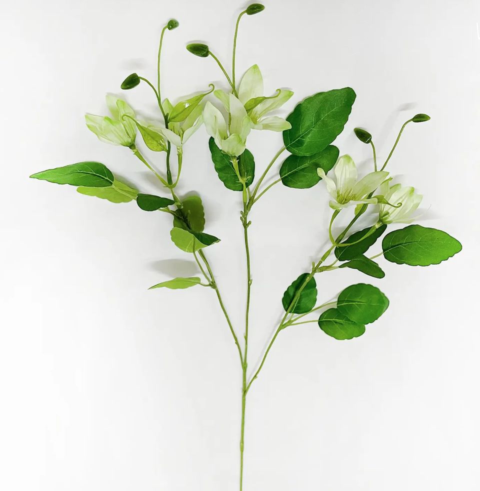 Garden Clematis Green Stem