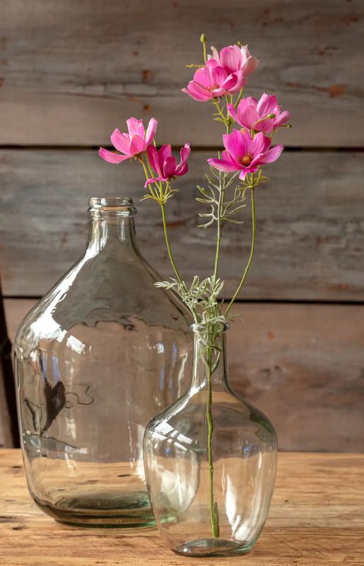 Garden Cosmos Dark Pink Stem