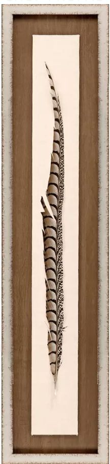 Lady Amhurst Feather