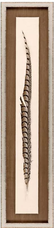 Lady Amhurst Feather