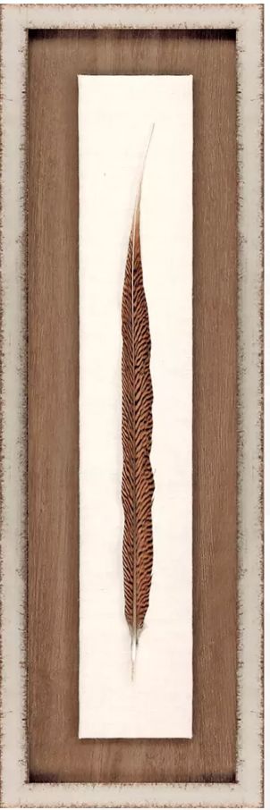 Pheasant Feather