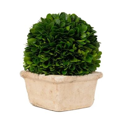 8" Potted Preserved Boxwood