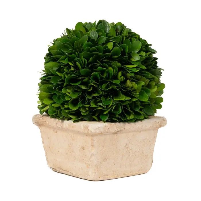 8&quot; Potted Preserved Boxwood
