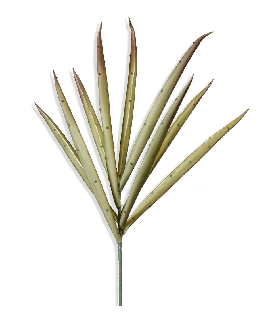 Yucca Stem