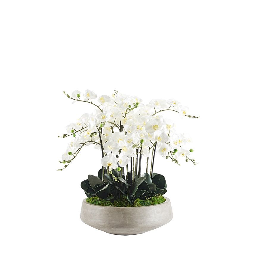 Tall White Orchids in XL Container